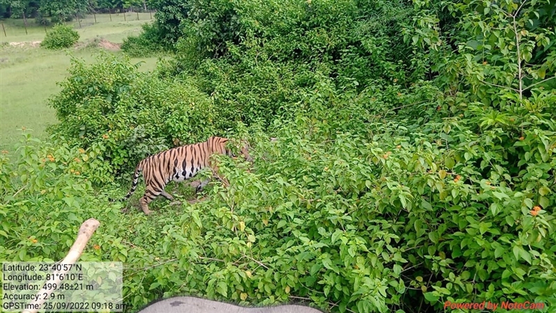 umaria-news-:-तेज-गर्मी-के-बावजूद-बांधवगढ़-में-पर्यटकों-को-रोमांचित-कर-रहे-बाघ-–-despite-the-scorching-heat-tigers-are-thrilling-the-tourists-in-bandhavgarh